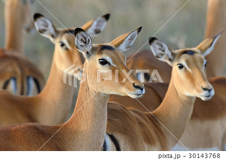 Impala on savanna in Africa 30143768