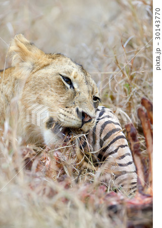 Lion in National park of Kenya Lion in National park of Kenya 30143770