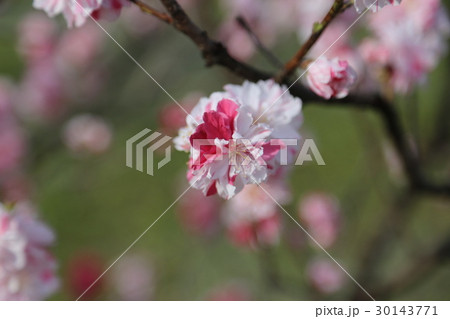 春の訪れ 30143771