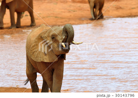 Elephant in National park of Kenya 30143796