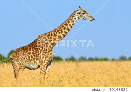 Giraffe in National park of Kenya 30143822