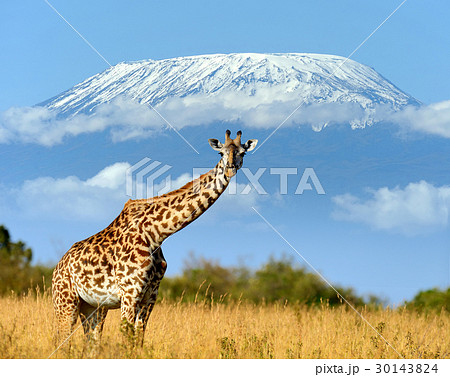 Giraffe in National park of Kenya 30143824