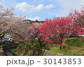 花桃 30143853