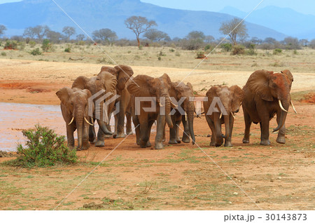 Elephant on savannah in Africa Elephant on savannah in Africa 30143873
