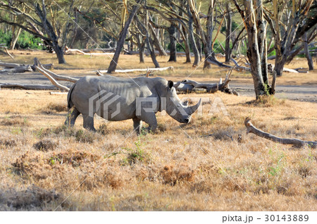 African white rhino 30143889