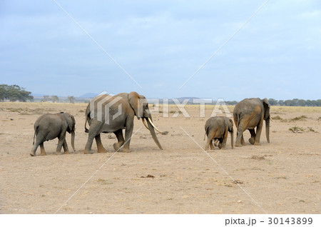 Elephant on savannah in Africa 30143899