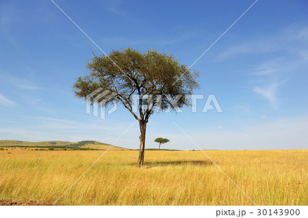 Landscape with tree in Africa 30143900
