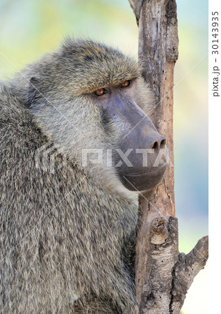 Olive baboon 30143935