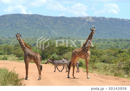 Giraffe Giraffe 30143956