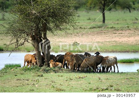 Masai shepard in Amboseli Masai shepard in Amboseli 30143957