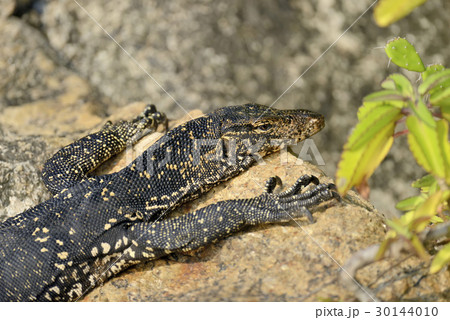 Monitor Lizard 30144010