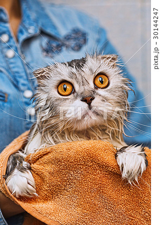 Flap-ear just washed cat with widely opened eyes Flap-ear just washed cat with widely opened eyes 30144247