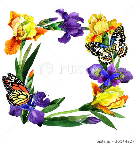 Wildflower iris flower frame in a watercolor style 30144827