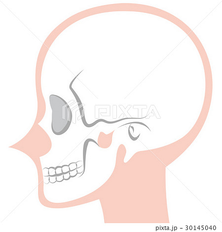 頭蓋骨の側面 白 のイラスト素材
