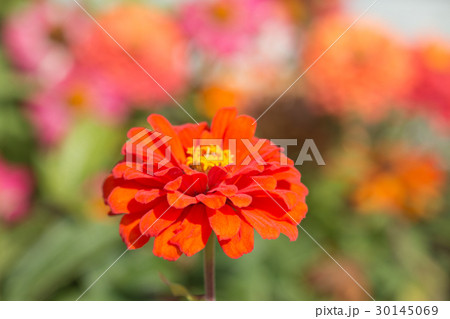Zinnia flower. 30145069