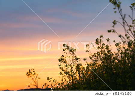夕方の菜の花 30145130
