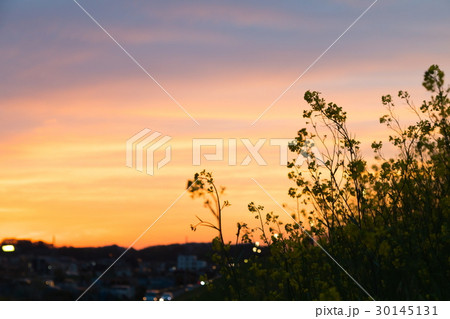 夕方の菜の花 30145131
