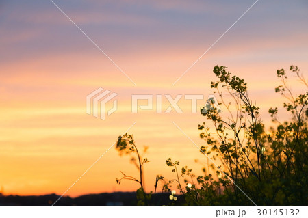 夕方の菜の花 30145132