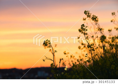 夕方の菜の花 30145133