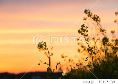 夕方の菜の花 30145134
