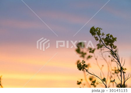 夕方の菜の花 30145135