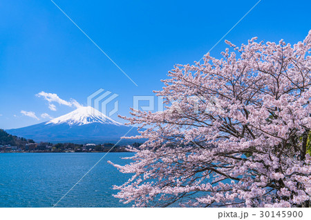 富士山と満開の桜【山梨県・河口湖】 富士山と満開の桜【山梨県・河口湖】 30145900