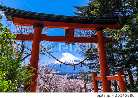 富士山と鳥居 春の新倉山浅間公園 の写真素材