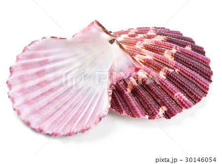 Seashell in close-up isolated on a white 30146054