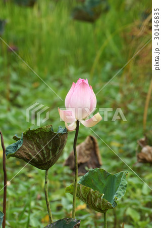 Pink Lotus flower Pink Lotus flower 30146835