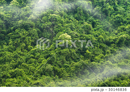 Green forest background Green forest background 30146836