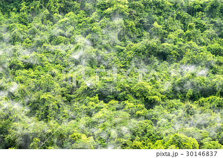 Green forest background Green forest background 30146837