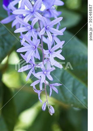 Petrea Flowers Petrea Flowers 30146887