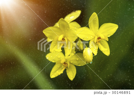 Yellow ground orchid flower. 30146891
