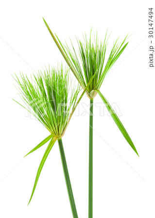 Egyptian papyrus. Egyptian papyrus. 30147494