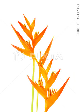 Beautiful Heliconia flower blooming Beautiful Heliconia flower blooming 30147504