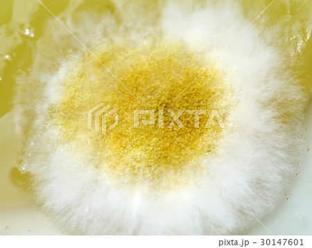 Mold on food. Mold on food. 30147601