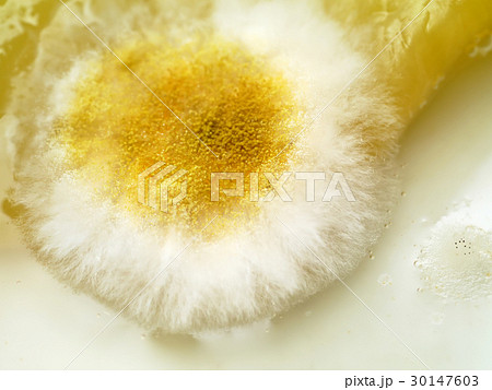 Mold on food. 30147603