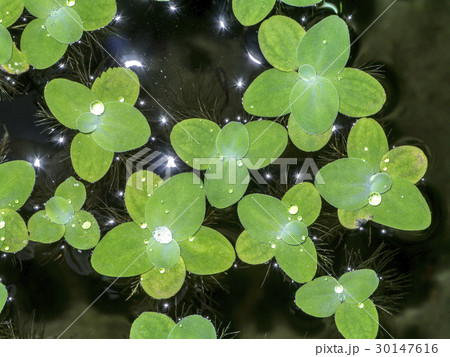 Water lettuec Water lettuec 30147616