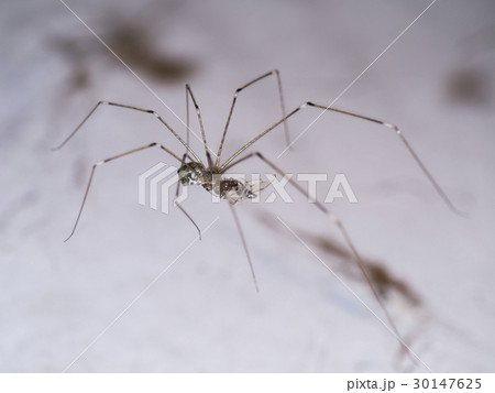 House spider legs are killing the victim. 30147625