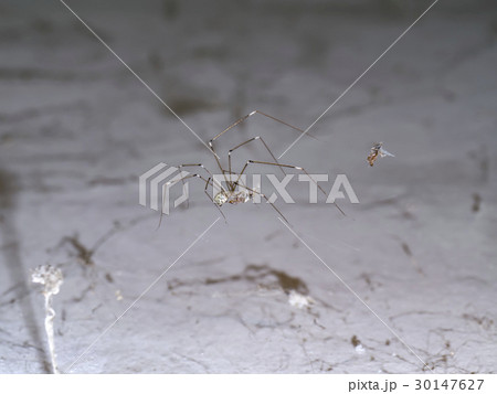 House spider legs are killing the victim. House spider legs are killing the victim. 30147627