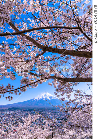 富士山と満開の桜 富士山と満開の桜 30147979