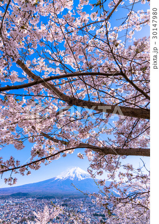 富士山と満開の桜 富士山と満開の桜 30147980