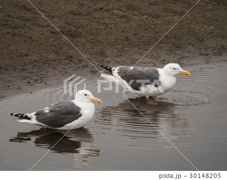 水たまりの二羽のカモメ 30148205