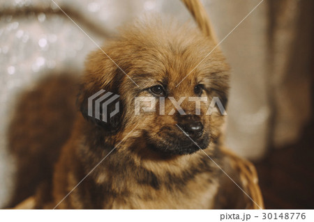 Puppies of the Tibetan mastiff in the basket 30148776