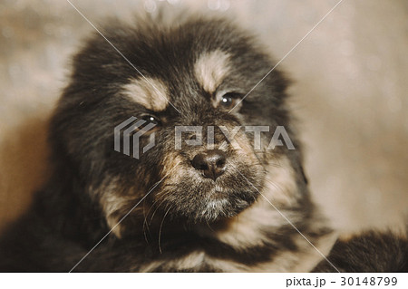 Puppies of the Tibetan mastiff in the basket Puppies of the Tibetan mastiff in the basket 30148799