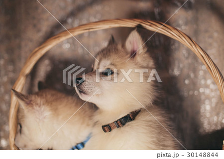Husky puppies in the basket Husky puppies in the basket 30148844