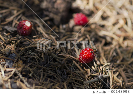 Ant eating over wild strawberry in an anthill 30148998