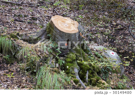 Deciduous tree cut in a controlled logging 30149480