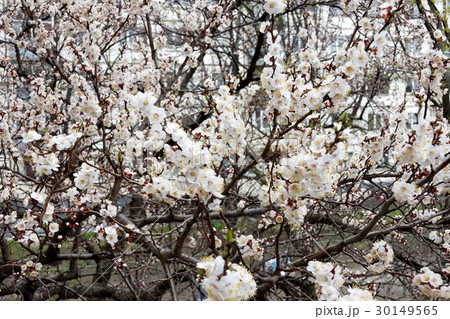 Spring flowers of apricot Spring flowers of apricot 30149565