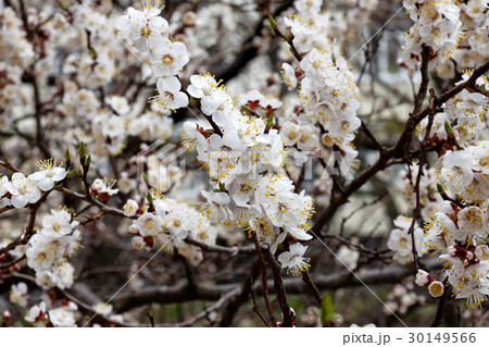 Spring flowers of apricot Spring flowers of apricot 30149566